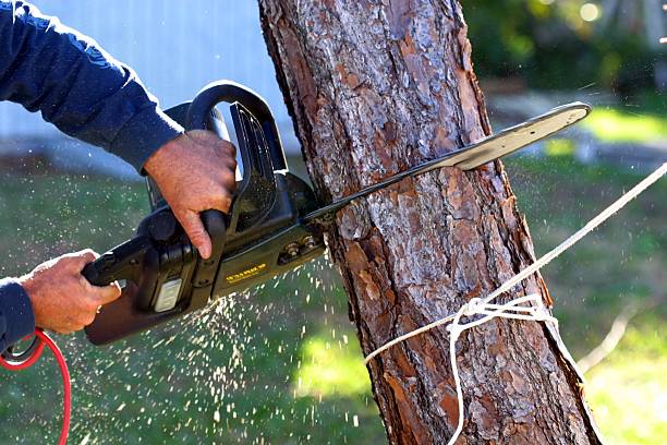 Pest Control for Lawns in Kill Devil Hills, NC